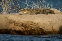 Krokodyl bahenni - Crocodylus palustris - Mugger Swamp Crocodile o0995